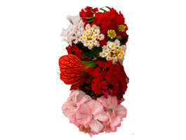 Flores Comestíveis