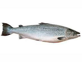 Salmão Inteiro